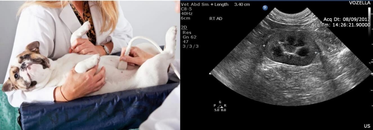 Trustable Dog Ultrasound Machine Manufacturer and Supplier